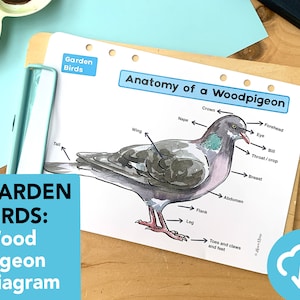Diagramme d'anatomie du pigeon ramier - espèces d'oiseaux éducatifs imprimables