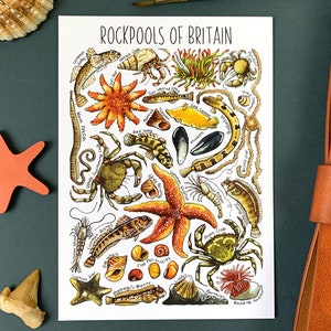 Rockpools of Britain Watercolour Postcard