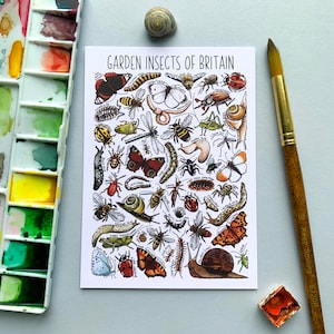 Garden Insects of Britain Watercolour Postcard