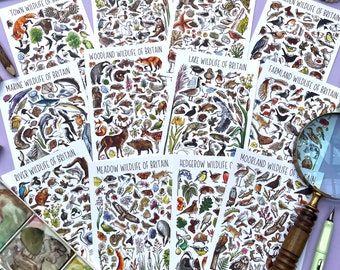 May include: A set of ten illustrated cards featuring different types of wildlife found in Britain. Each card has a white background with black outlines and colorful illustrations of animals, birds, and insects. The cards are titled with the type of wildlife they depict, such as "Town Wildlife of Britain", "Wetland Wildlife of Britain", and "Beach Wildlife of Britain".
