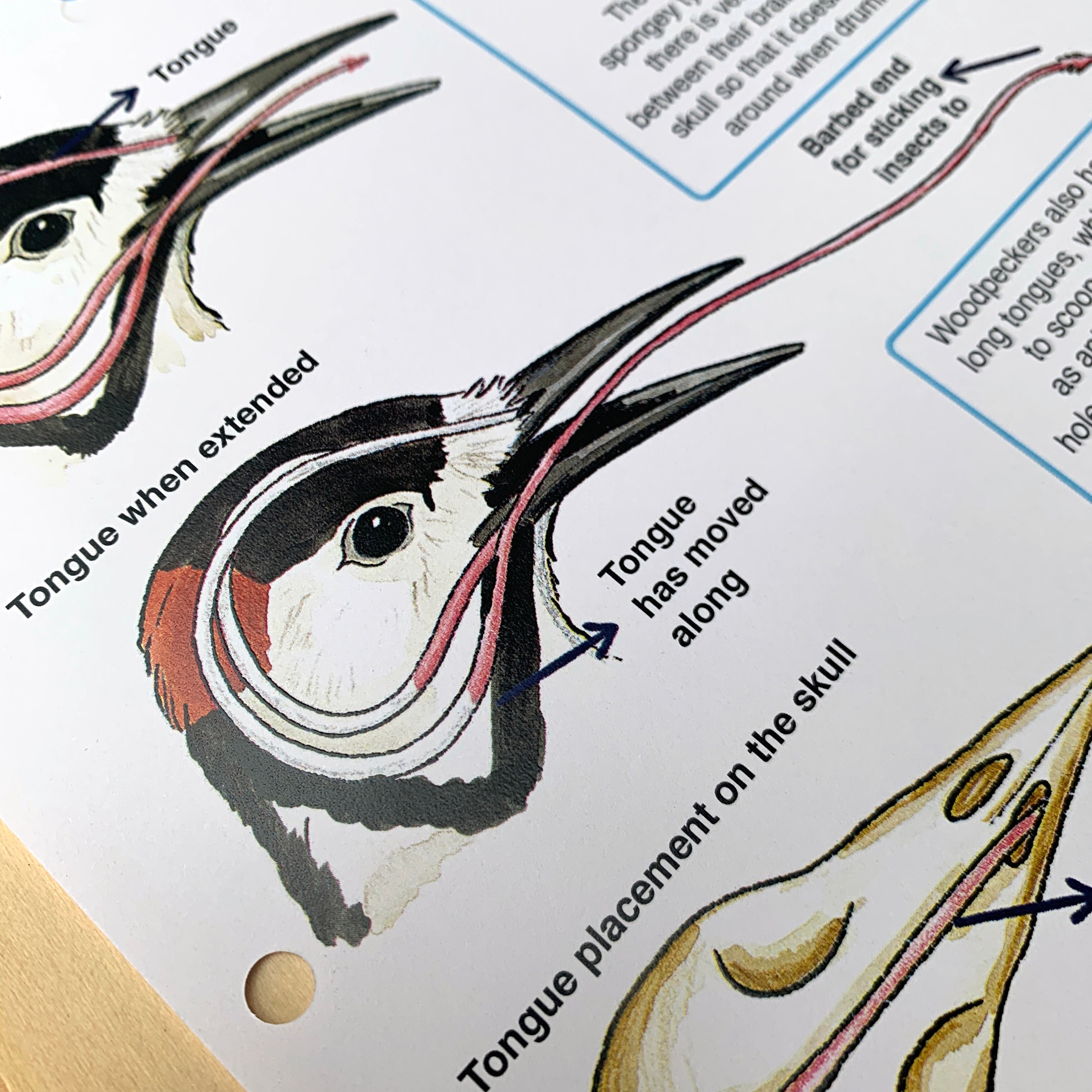 Woodpecker Skull Diagram Educational Birds Species Printable Etsy