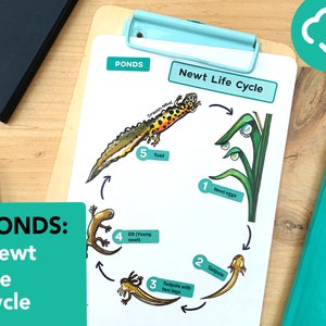 Newt Life Cycle Poster - educatieve vijver afdrukbaar