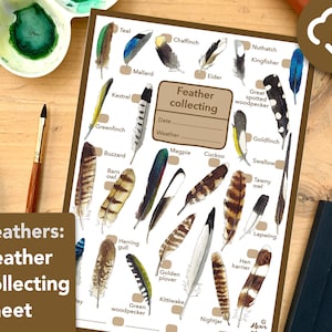 May include: A printable feather collecting sheet with illustrations of different bird feathers. The sheet includes the names of the birds, such as Kestrel, Greenfinch, Buzzard, and Barn Owl. The sheet also has spaces for the date and weather.