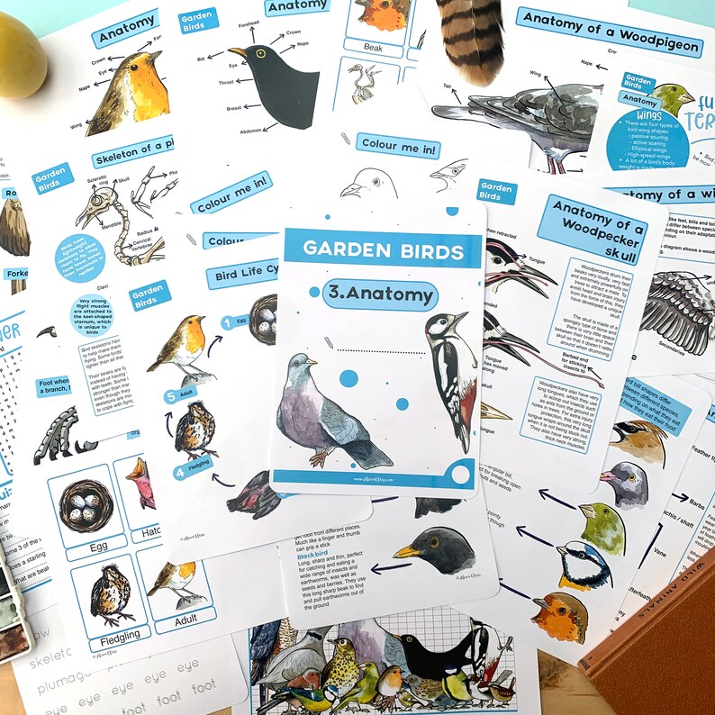 Garden Bird Anatomy Nature Study Pack - Educational Birds Printable ...