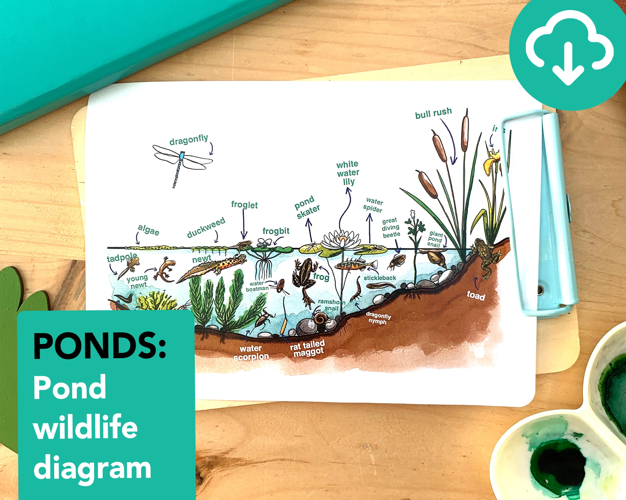 Create a pond ecosystem 'web' by drawing arrows between different  components that interactand writing one - Brainly.in