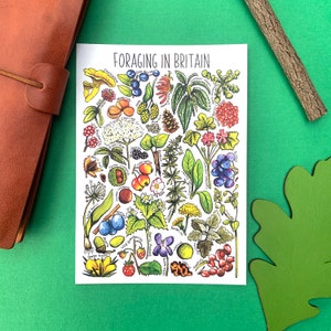 Foraging plants of Britain Watercolour Postcard