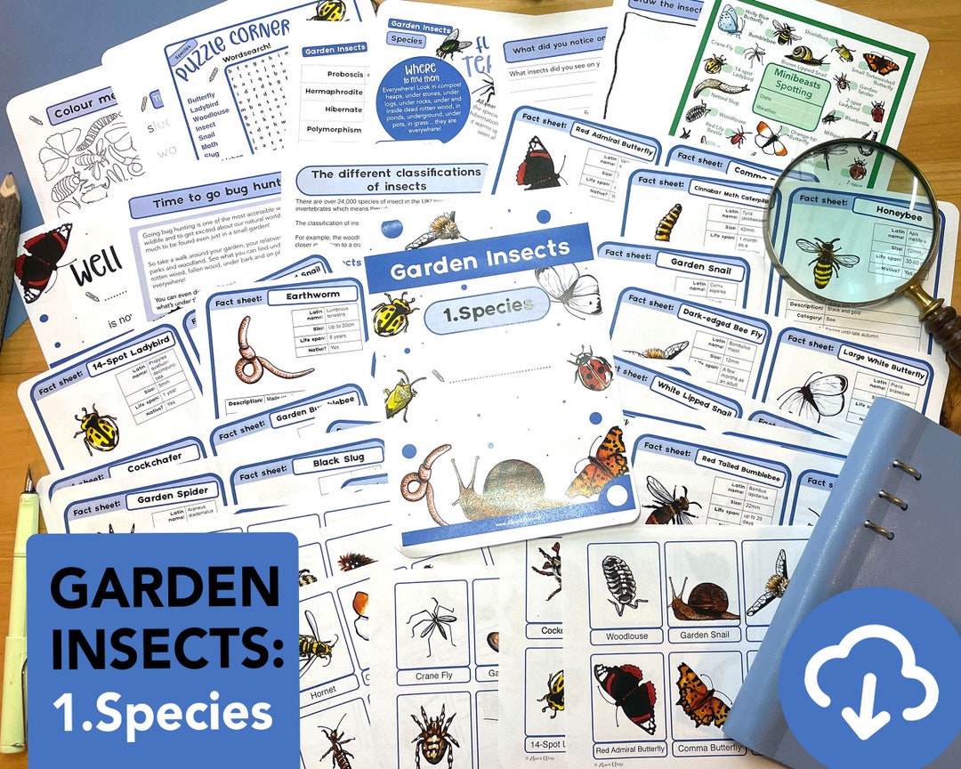 Garden Insects Species Nature Study Pack  Educational Mini