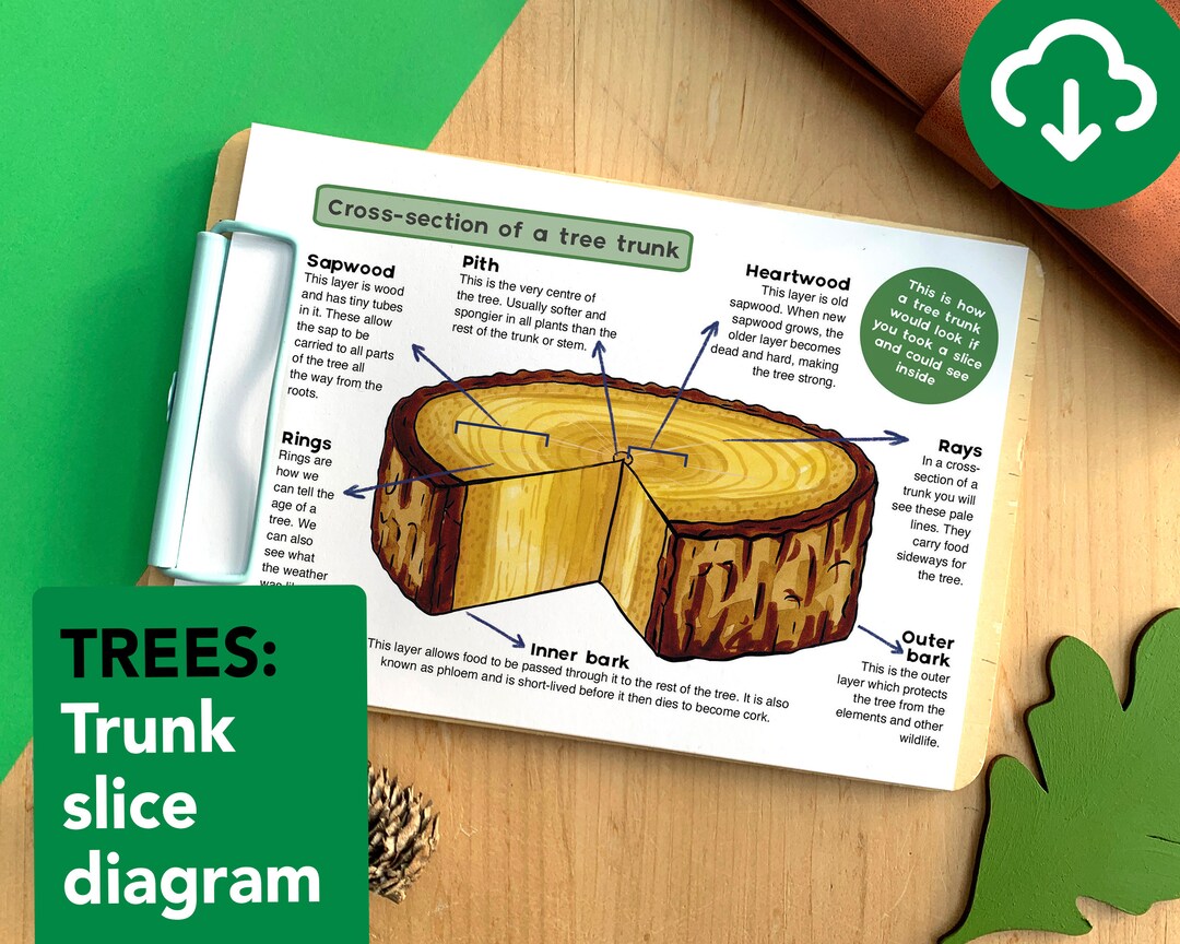 Tree Trunk Slice Diagram Educational Tree Printable Etsy