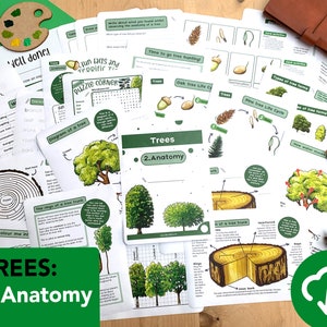 Baum Anatomie & Lebenszyklen Natur Studien Pack - lehrreiche Bäume zum Ausdrucken - Heimunterricht