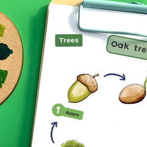 Oak Tree Life Cycle - Educational Tree Printable - Etsy