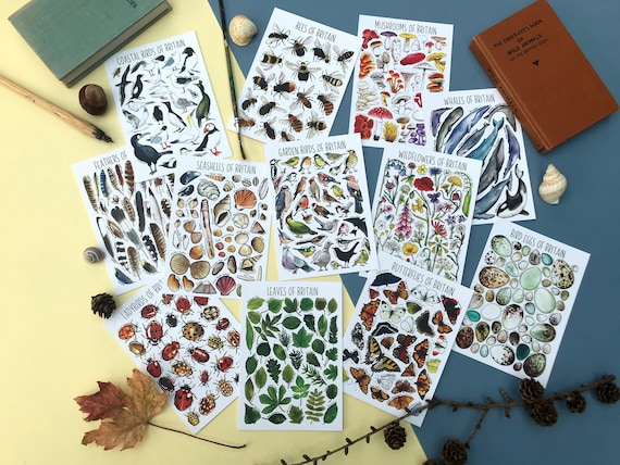 postcard collectors and postcrossing best for animal lovers Pack of 30 different postcards of british wildlife POSTCARDS OF BRITISH ANIMALS postcard collectors and postcrossing best for animal lovers Pack of 30 different postcards of british wildlife POSTCARDS OF BRITISH ANIMALS