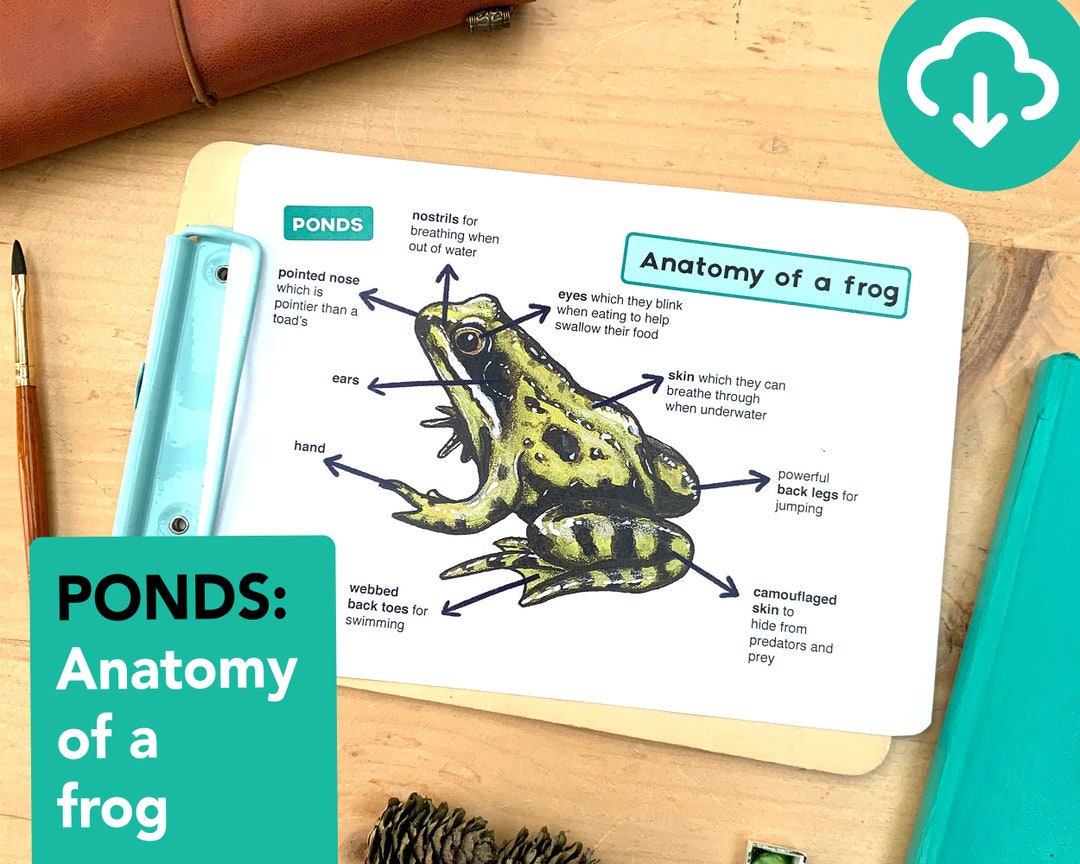 Frog Anatomy Poster Educational Pond Printable - Etsy Canada