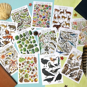 British Wildlife Postcard Pack of Twelve - VOLUME 2 - Postcards pack - Animal flashcards