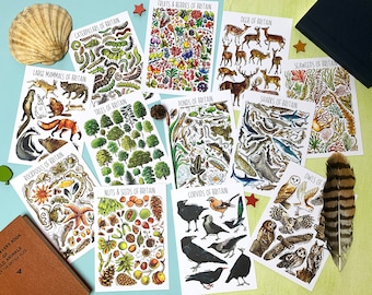 British Wildlife Postcard Pack of Twelve - VOLUME 2 - Postcards pack - Animal flashcards