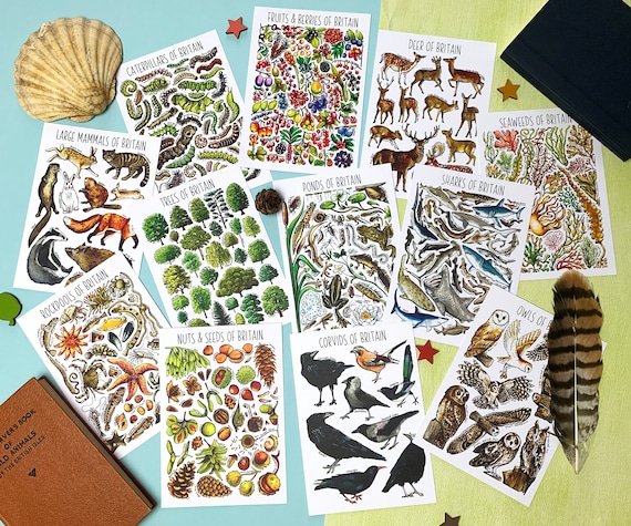 postcard collectors and postcrossing best for animal lovers Pack of 30 different postcards of british wildlife POSTCARDS OF BRITISH ANIMALS postcard collectors and postcrossing best for animal lovers Pack of 30 different postcards of british wildlife POSTCARDS OF BRITISH ANIMALS