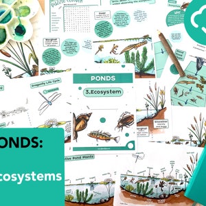 Ecosistema de estanques y cadenas alimentarias Paquete de estudio de la naturaleza - cadenas alimentarias de educación en el hogar - Tarjetas didácticas para estanques