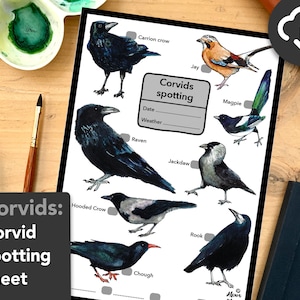 May include: A printable corvid spotting sheet with illustrations of different types of corvids, including a raven, crow, magpie, jackdaw, rook, jay, and chough. The sheet includes spaces to record the date, weather, and the types of corvids spotted.