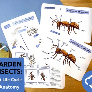May include: A set of two educational cards for kids about the anatomy and life cycle of ants. The cards feature colorful illustrations of ants and their body parts, along with labels for each part. The cards also include a diagram of the ant life cycle, showing the stages from egg to adult.