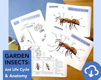 Ant life cycle diagram - educational Ant anatomy printable