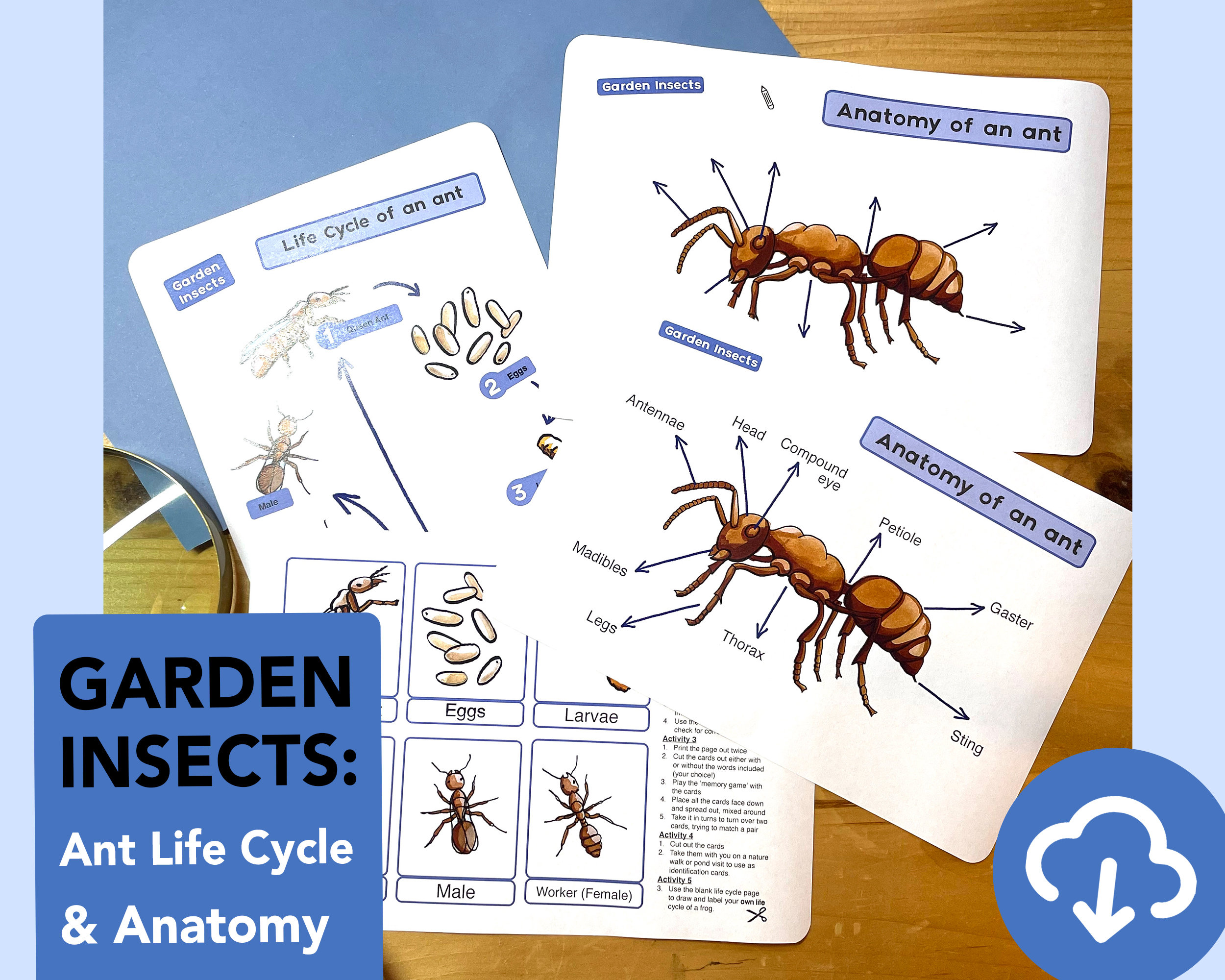 Ant Life Cycle Diagram Educational Ant Anatomy Printable Etsy UK