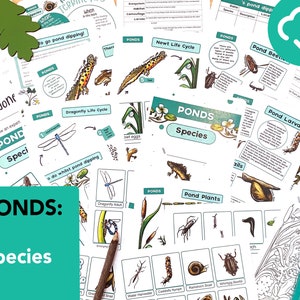 Pond species Nature Study Pack - educational pond printable - home education life cycle -  Pond flash cards