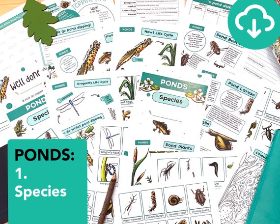 Pond Species Nature Study Pack  Educational Pond Printable