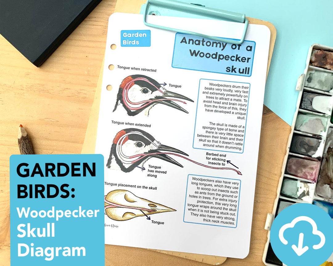 Woodpecker Skull Diagram Educational Birds Species Printable Etsy