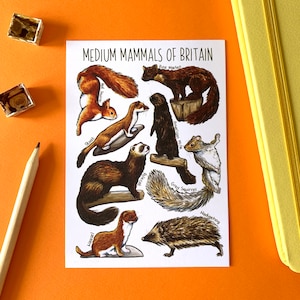 Medium Mammals of Britain Watercolour Postcard