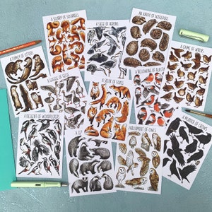 Wildlife Postcard Pack Collective Nouns Twelve Animal flashcards image 1