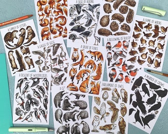 Wildlife Postcard Pack - Collective Nouns - Twelve Animal flashcards