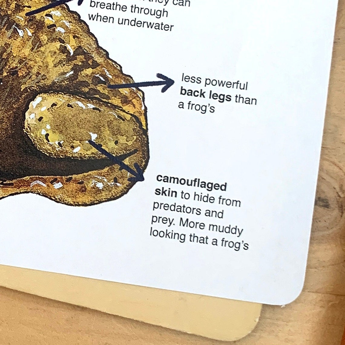 Toad Anatomy Poster Educational Pond Printable | Etsy