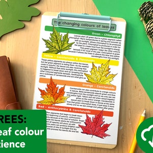 May include: A clipboard with a printed educational chart about the changing colors of leaves. The chart shows green, yellow, orange, and red leaves with descriptions. The text "TREES: Leaf colour science" is in a green box.