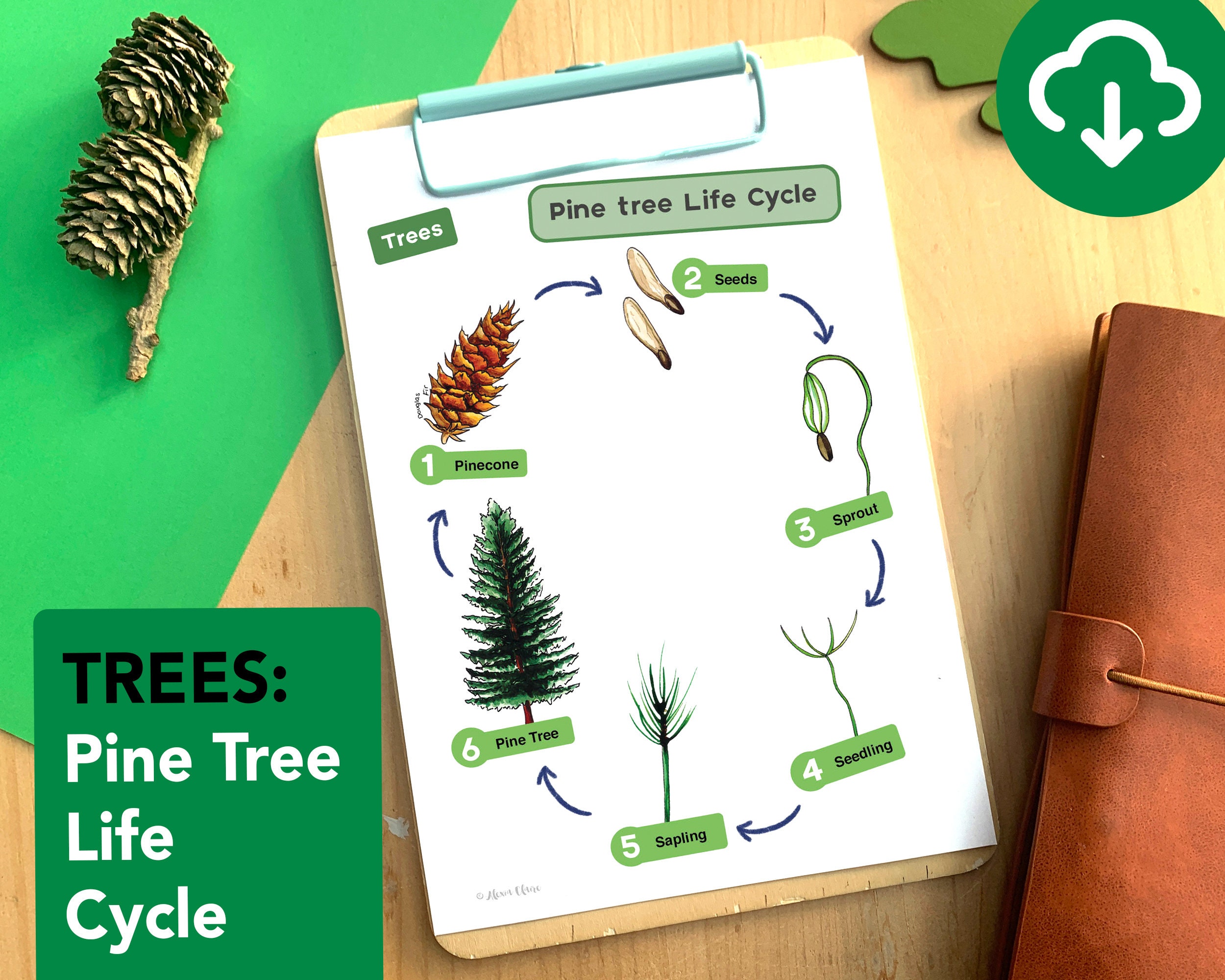 life-cycle-of-a-pine-tree-worksheet
