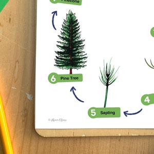 Pine Tree Life Cycle - Educational Tree Printable - Etsy