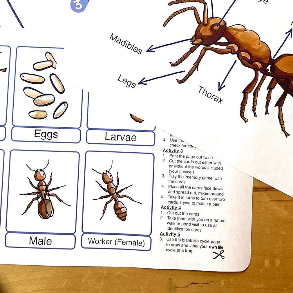Ant Life Cycle Diagram Educational Ant Anatomy Printable Etsy UK