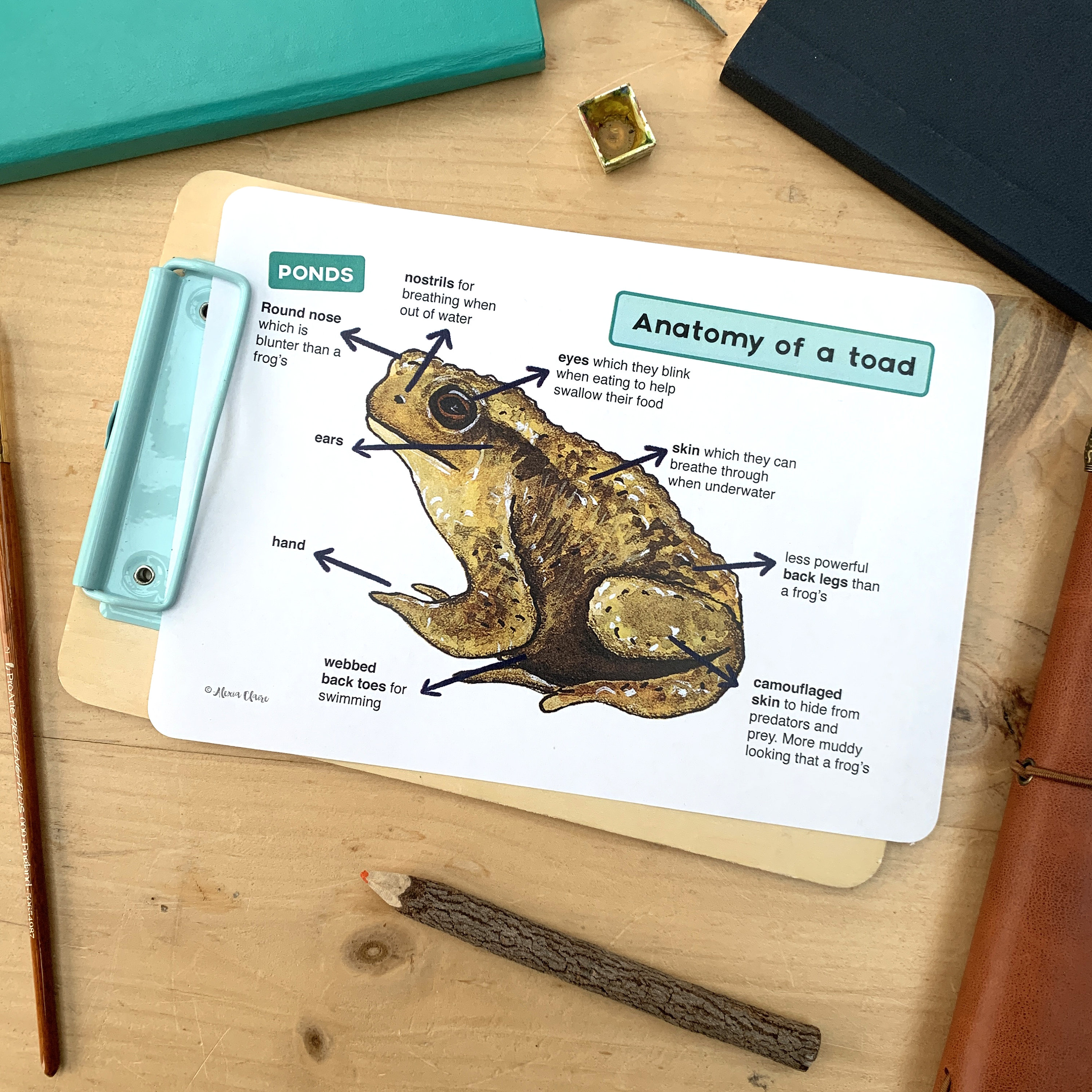 トイズフロッグ Buy Toad Anatomy Poster - Educational Pond Printable Online in