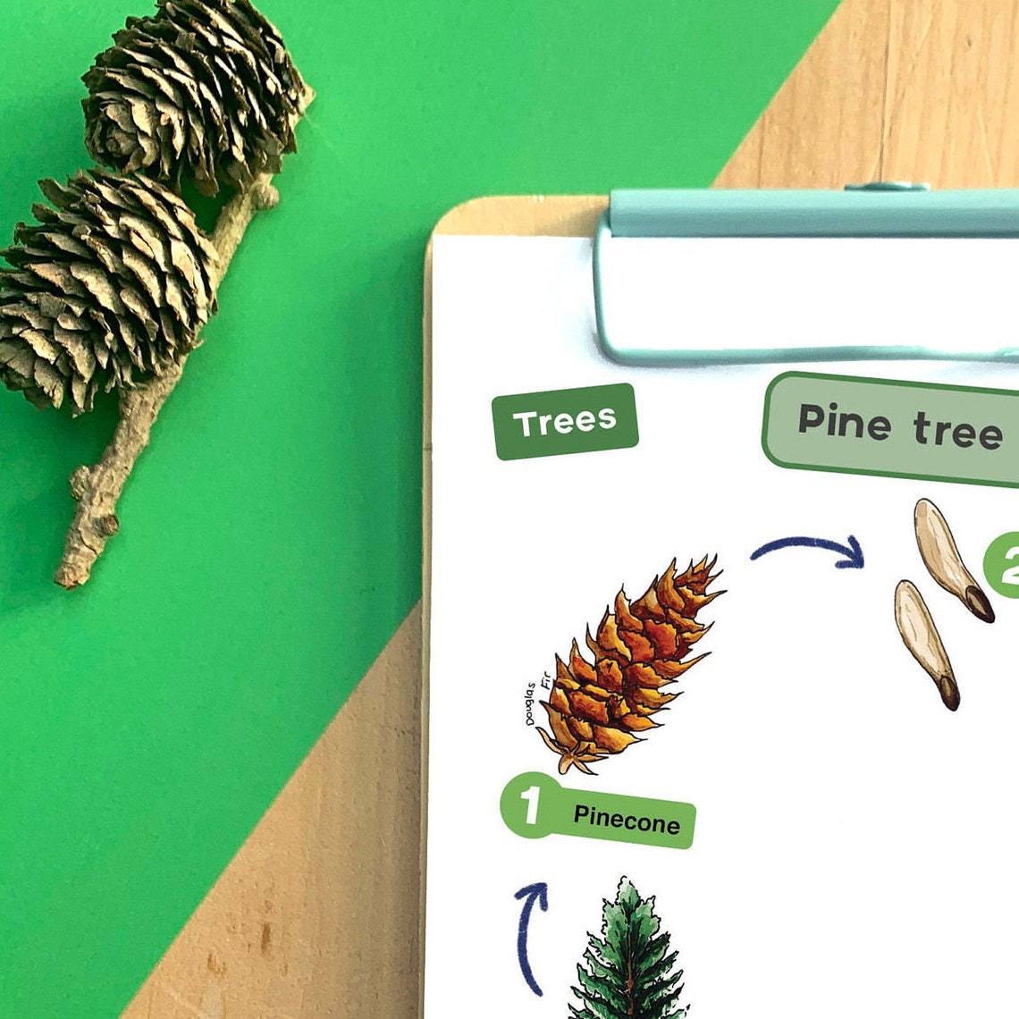 Pine Tree Life Cycle Educational Tree Printable - Etsy