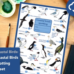 Coastal Birds spotting worksheet - educational wildlife printable
