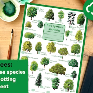 May include: A printable tree identification chart with illustrations of 20 different types of trees, including black poplar, wild cherry, hawthorn, yew, field maple, silver birch, Scots pine, common beech, aspen, common lime, weeping willow, sycamore, crab apple, sweet chestnut, sessile oak, hornbeam, whitebeam, common ash, London plane, English oak, English elm, Douglas fir, and wych elm. The chart includes spaces to record the date, weather, and tick off the trees spotted.
