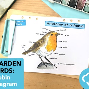 Diagramme d'anatomie de Robin - espèces d'oiseaux éducatives imprimables