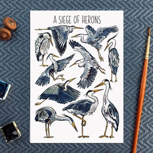 Wildlife Postcard Pack Collective Nouns Twelve Animal flashcards image 2