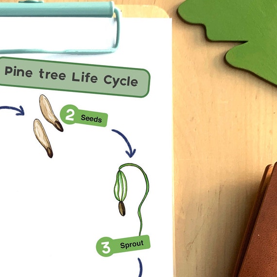 Pine Tree Life Cycle Educational Tree Printable | atelier-yuwa.ciao.jp