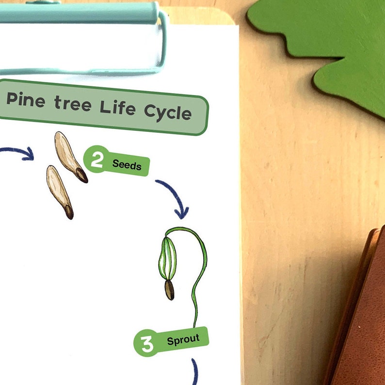 Pine Tree Life Cycle Educational Tree Printable - Etsy