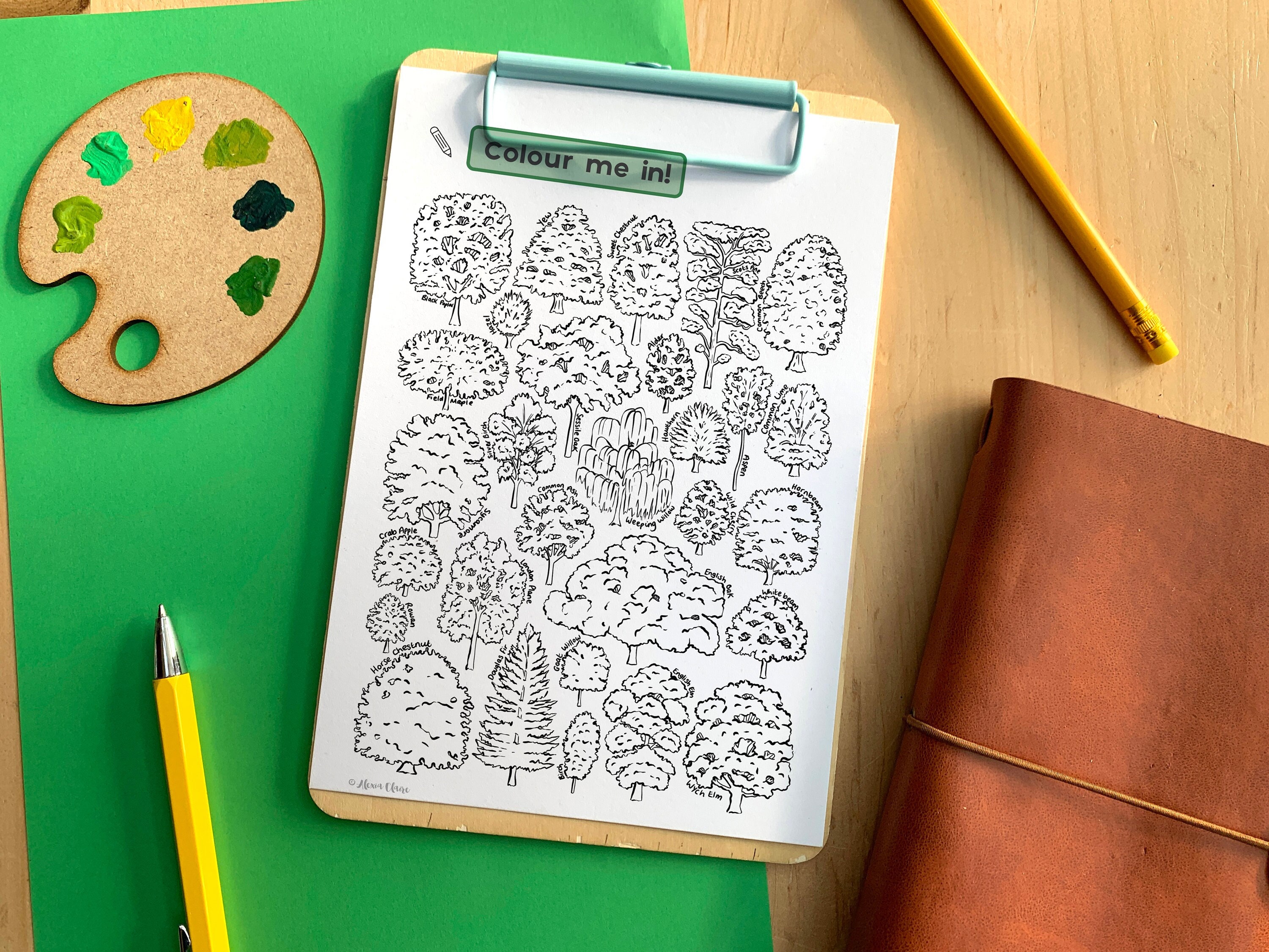 Trees Species Colouring in Sheet - Educational Tree Printable - Etsy