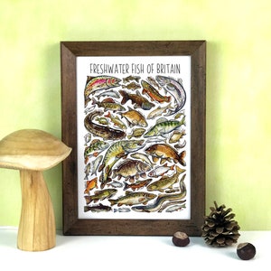 Vintage Freshwater Fish Chart, Freshwater Fish Poster, Fish Pull