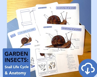 Snail life cycle diagram - educational Snail anatomy printable