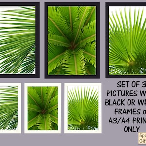 May include: Set of three framed prints featuring close-up images of palm tree leaves. The frames are available in black or white and the prints are available in A3 or A4 sizes. The text "SET OF 3 PICTURES WITH BLACK OR WHITE FRAMES or A3/A4 PRINTS ONLY" is written below the images.