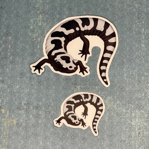 Marbled Salamander Stickers