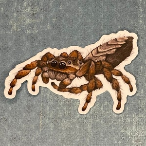 Jumping Spider Sticker