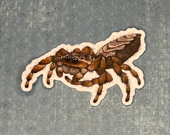 Jumping Spider Sticker